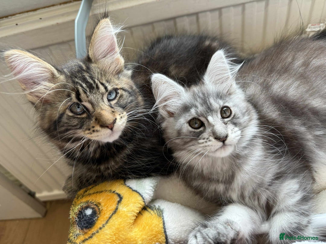 Maine Coon cats for sale: Maine coon - Image 5