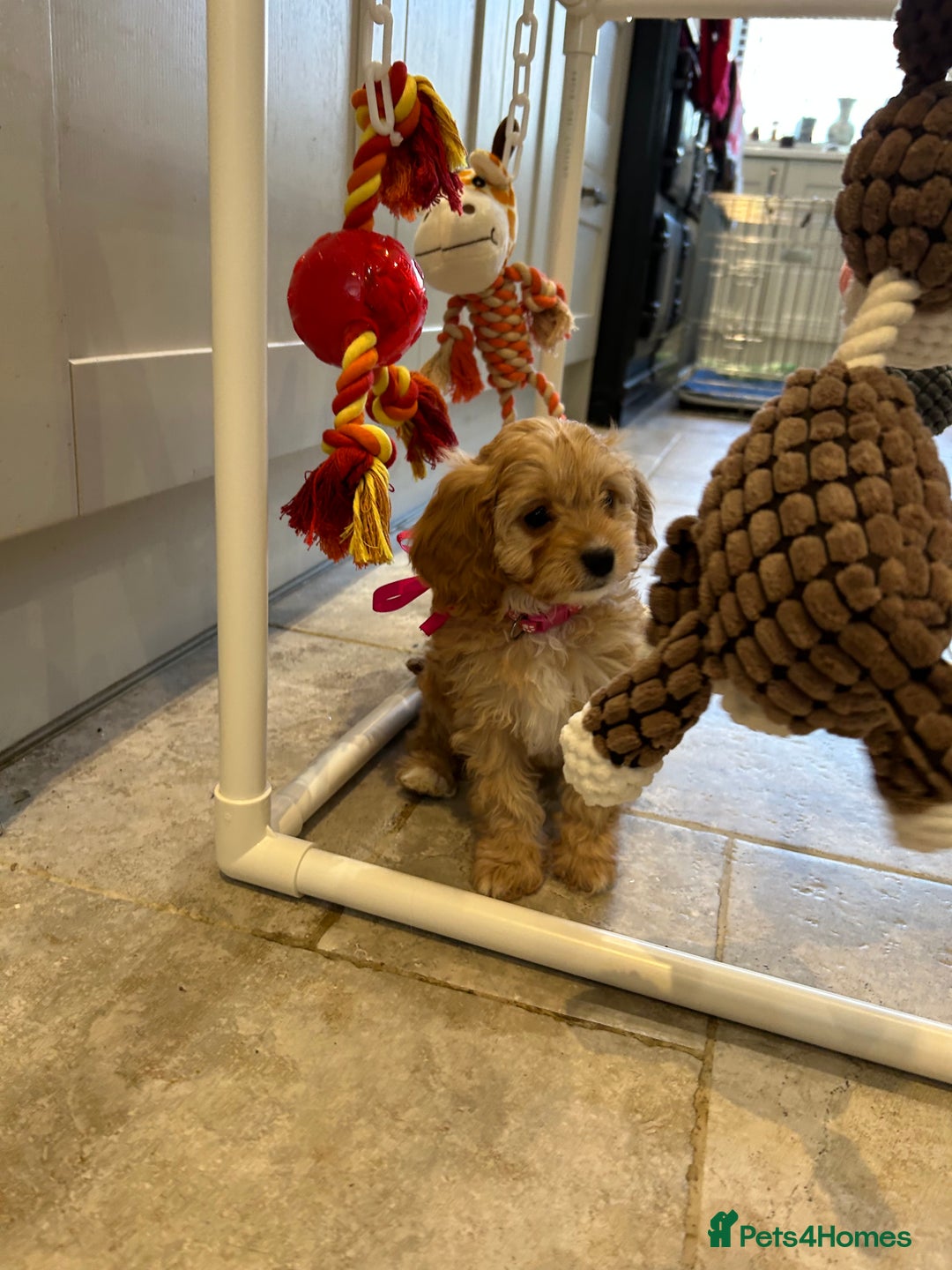 Cavapoo dogs for sale: Cavapoo F1 Ready Now - Advert 9