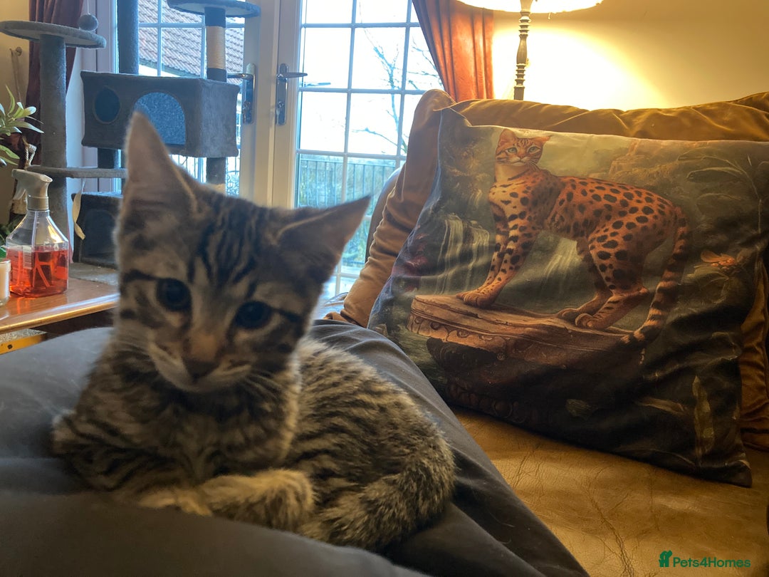 Savannah cats for sale: Beautiful Male Savannah Kitten for sale - Advert 2