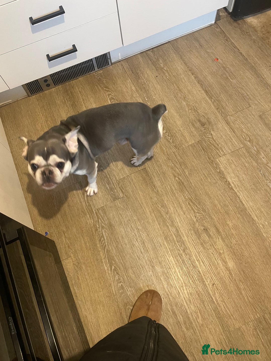 French Bulldog dogs for sale: EA Husky French Bulldog  - Advert 3
