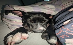 Presa Canario dogs for sale: Presa canario 5 half month old pup - Image 8