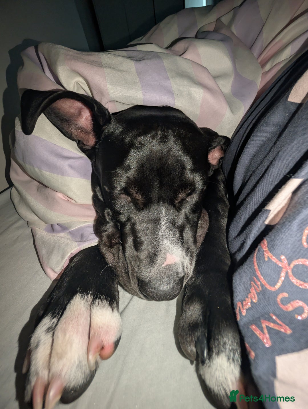 Presa Canario dogs for sale: Presa canario 5 half month old pup - Image 8