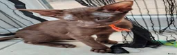 Oriental cats for sale: Oriental Chocolate & Chocolate points. GCCF - Advert 5