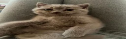 Scottish Fold cats for sale: Stunning Lilac Scottish Fold × BSH Kittens - Advert 10