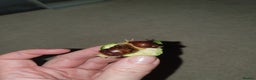 Snails invertebrates for sale: Giant African Land Snail babies - Advert 8