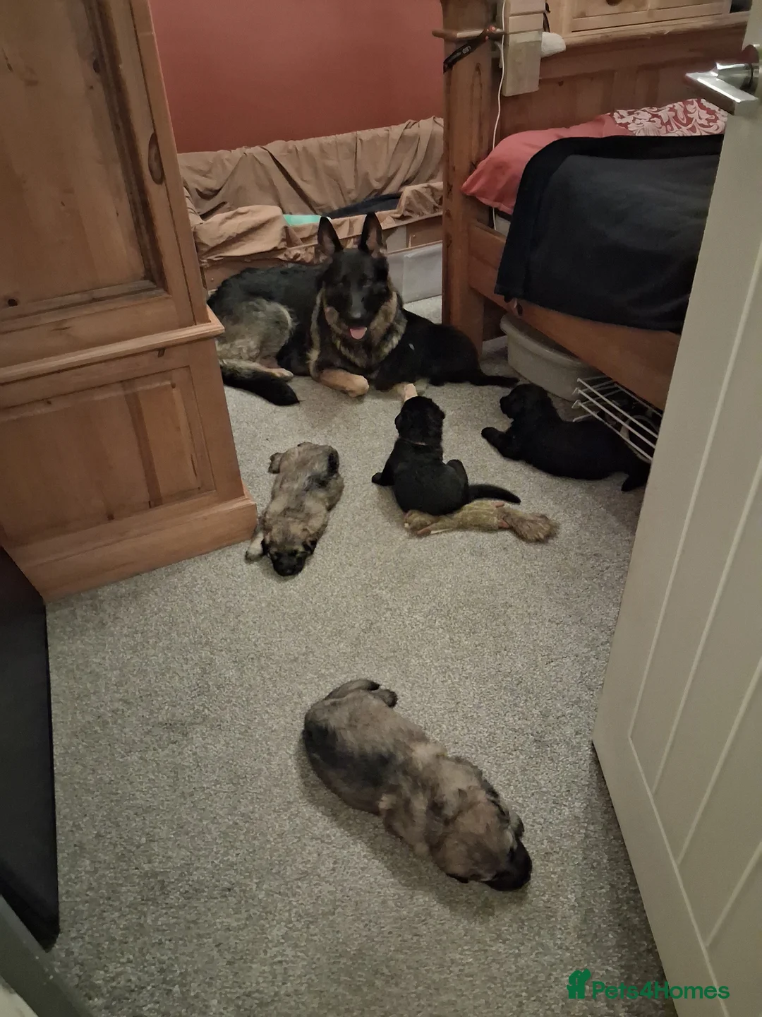 German Shepherd dogs for sale: German shepherd pups in Doncaster - Advert 10
