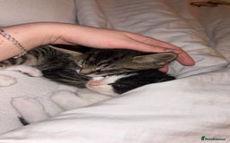 Domestic Shorthair cats for sale: Two cuddly kittens brother and sister  - Image 7