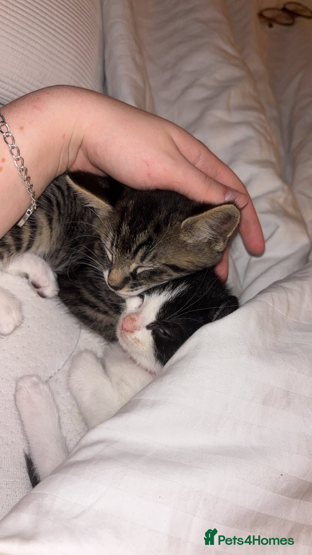 Domestic Shorthair cats for sale: Two cuddly kittens brother and sister  - Image 7