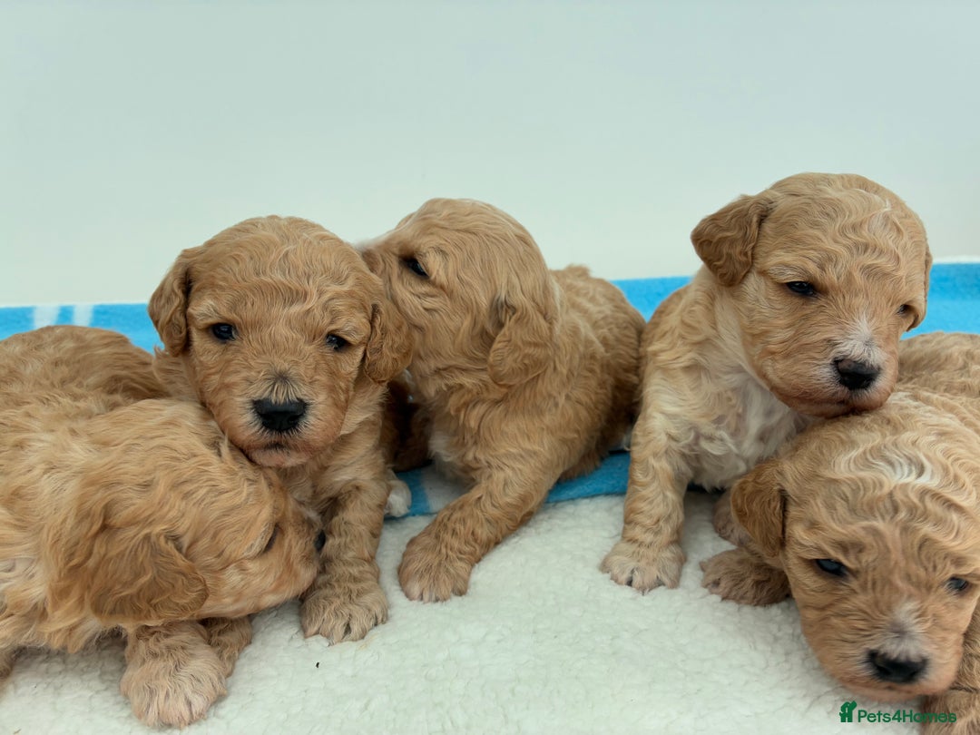 Poochon dogs for sale: Poochon Puppies Available! - Image 12