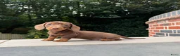Miniature Dachshund dogs for sale: KC registered. Miniature Dachshunds. PRA clear. - Advert 15