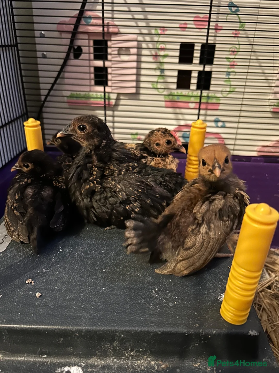 Chickens poultry for sale: Serama/ seabright chicks in Shaftesbury - Advert 1