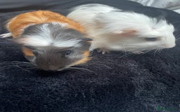 Guinea Pig rodents for sale: 2 Female Guinea Pigs - Image 2