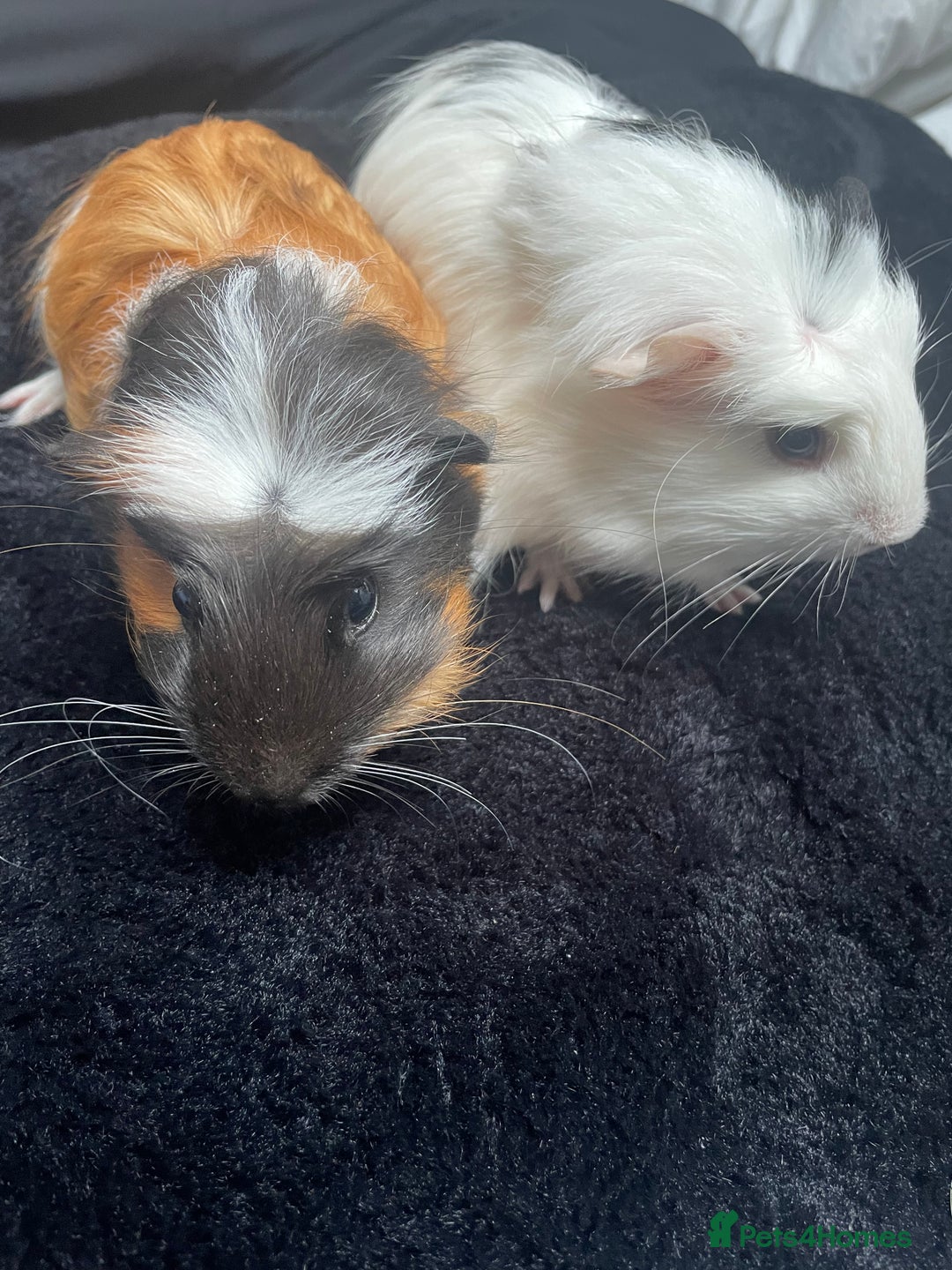 Guinea Pig rodents for sale: 2 Female Guinea Pigs - Image 2