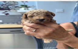 Toy Poodle dogs for sale: Beautiful Toy Poodle Pups For Sale - Image 2