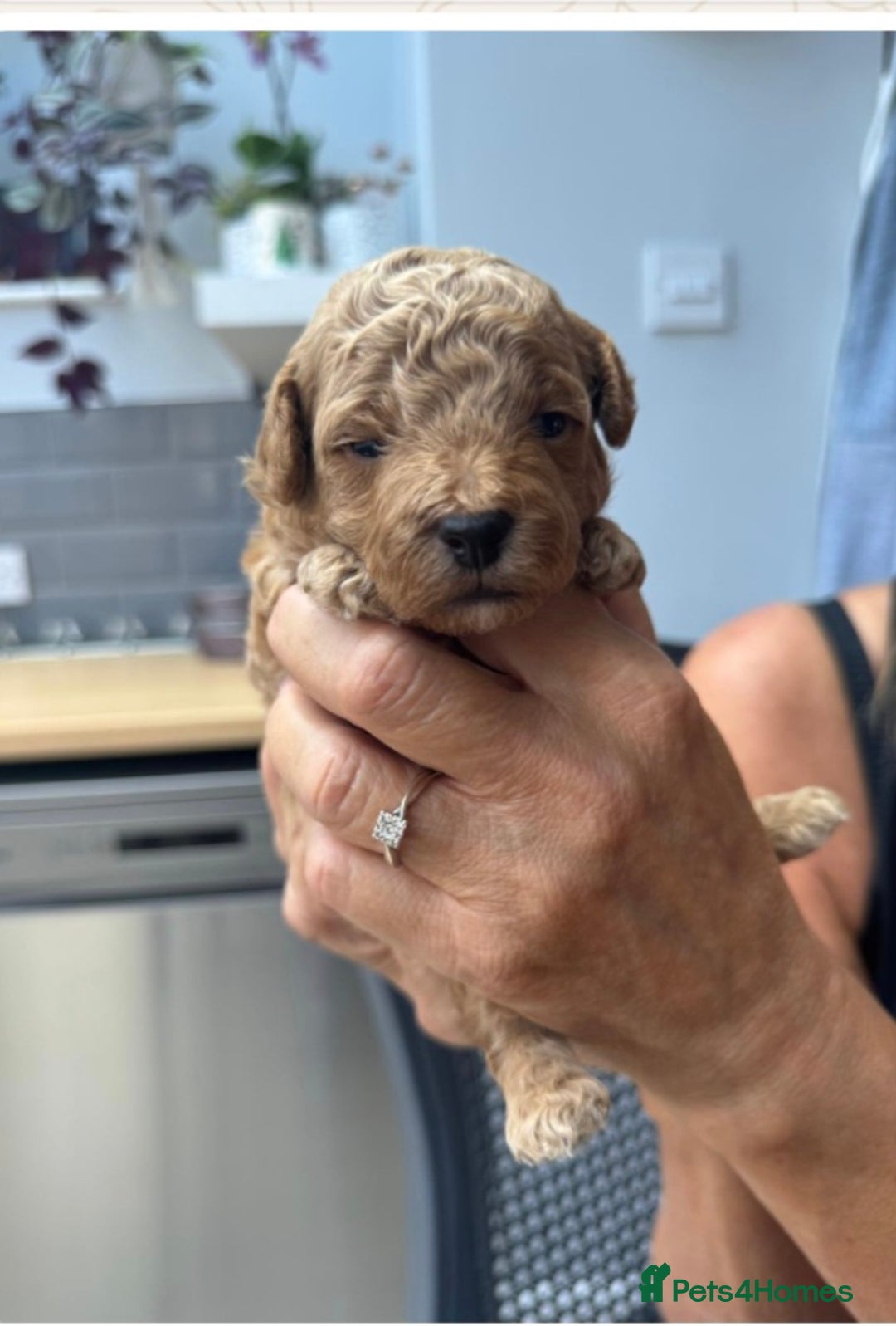 Toy Poodle dogs for sale: Beautiful Toy Poodle Pups For Sale - Image 2