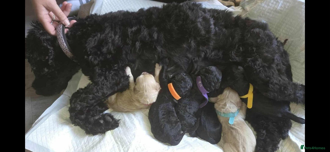 Cockapoo dogs for sale: 🐶F2 COCKAPOO PUPPIES🐶 - Image 1