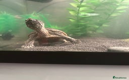 Turtle reptiles for sale: Musk Turtle , Male  - Image 1