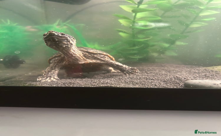 Turtle reptiles - Advert 1