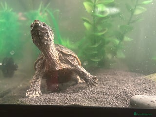 Turtle reptiles - Advert 28