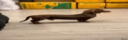 Miniature Dachshund dogs for stud: Chocolate & Tan  - Advert 6