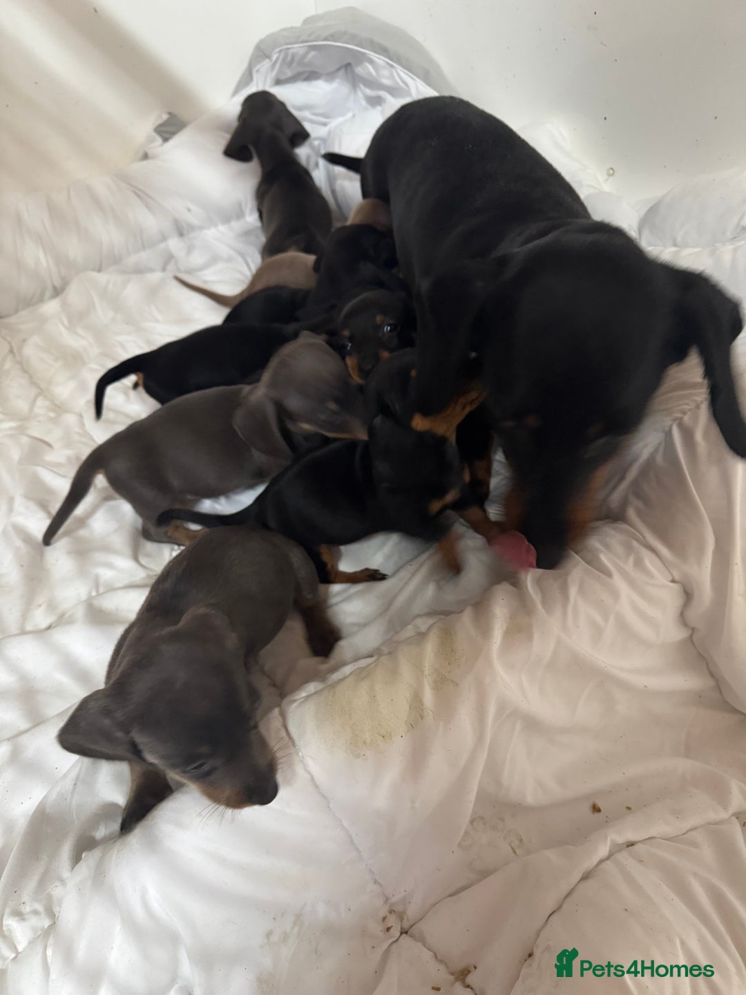 Dachshund dogs for sale: DACHSHUND PUPPIES  - Advert 2