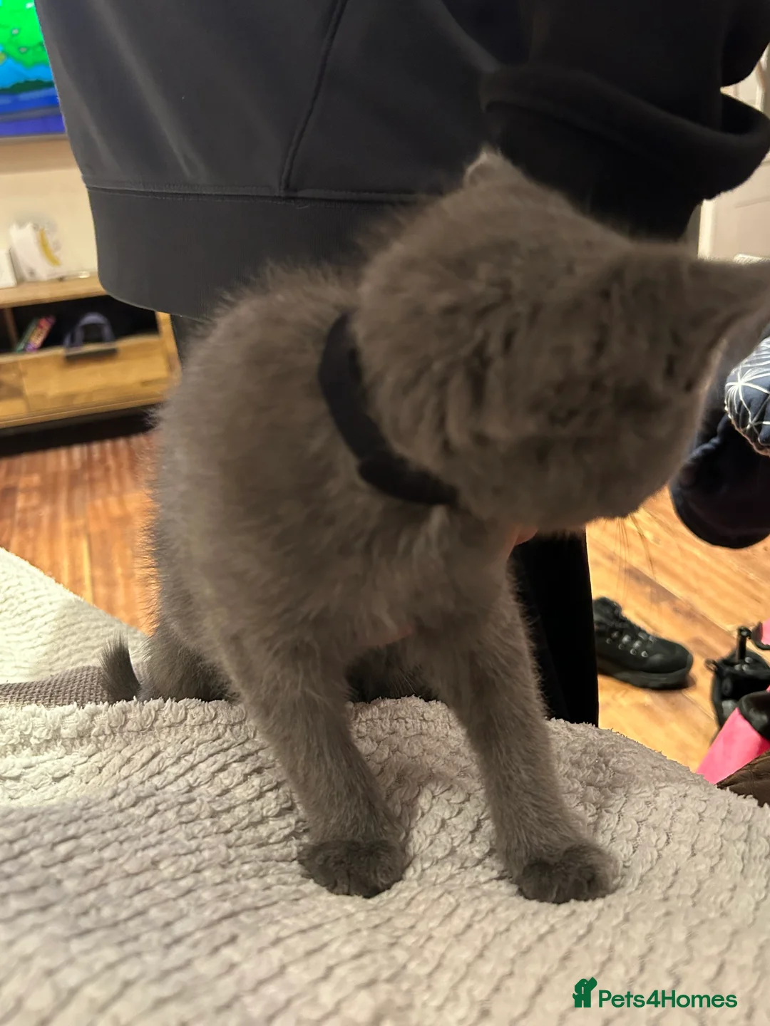 Mixed Breed cats for sale: 5 Adorable Kittens ready for their forever homes - Advert 3