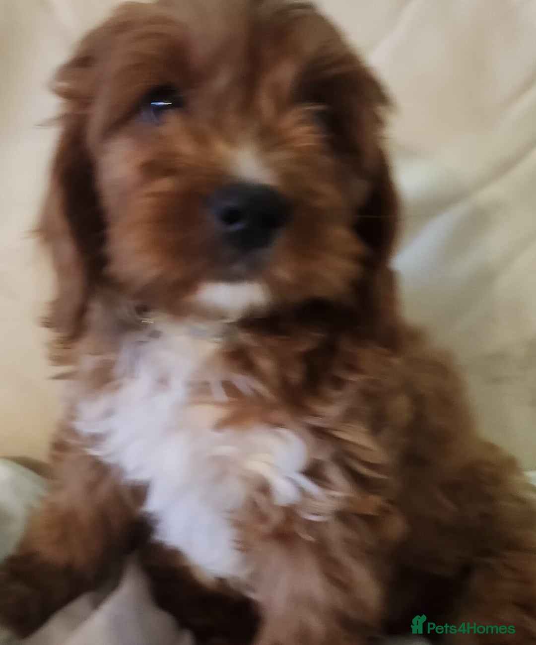 Cavapoo dogs for sale: Adorable Red&White Cavapoo Puppies Available Now  - Advert 12