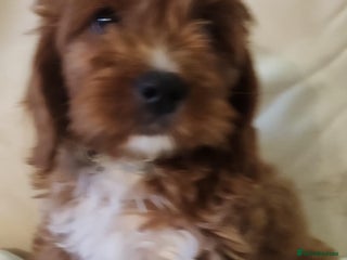 Cavapoo dogs Adorable Rubyred & White Cavapoo Puppies 🐶 - Advert 11