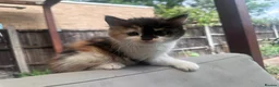 Mixed Breed cats for sale: Adorable kittens looking for their forever homes - Advert 7