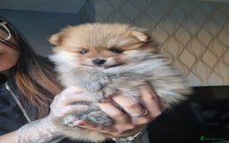 Pomeranian dogs for sale: Pomeranian puppies  - Image 4