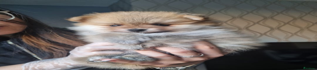 Pomeranian Puppy 2