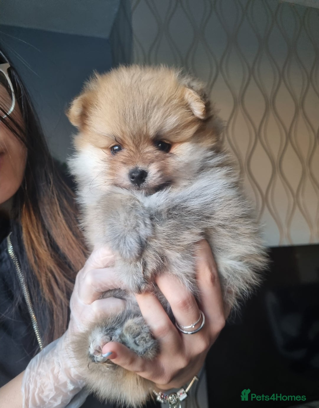 Pomeranian dogs for sale: Pomeranian puppies  - Image 4