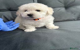 Bichon Frise dogs for sale: Bichon Frise Puppies  - Image 7