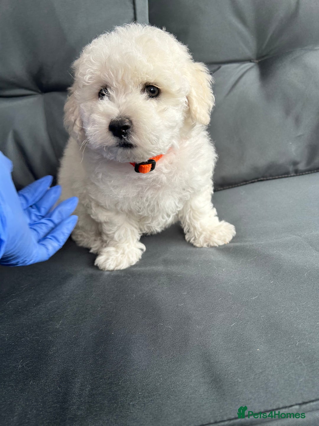 Bichon Frise dogs for sale: Bichon Frise Puppies  - Image 7
