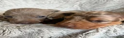 Miniature Dachshund dogs for sale: BEAUTIFUL DACHSHUND PUPPIES! - Advert 14