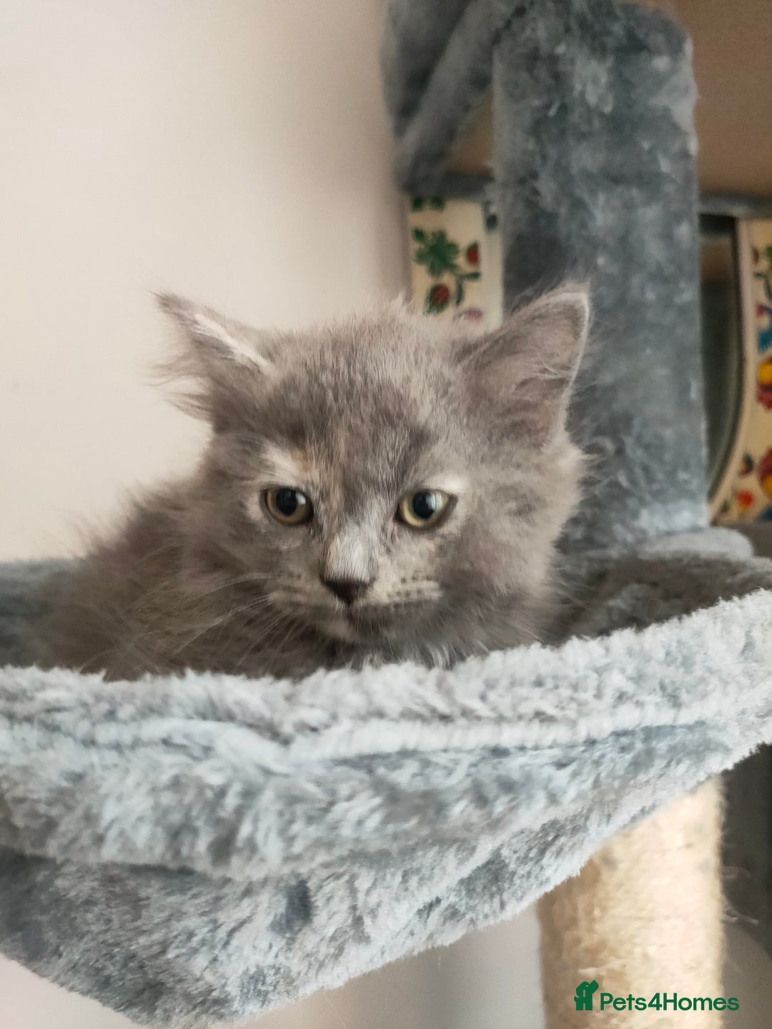 Ragdoll cats for sale: Beautifully half ragdoll kittens  - Image 4