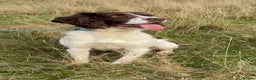 English Springer Spaniel dogs for stud: Fully health tested handsome springer for stud in Tewkesbury - Advert 5