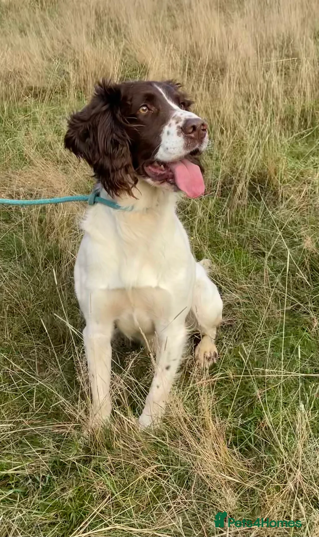 English Springer Spaniel dogs for stud: Fully health tested handsome springer for stud in Tewkesbury - Advert 5