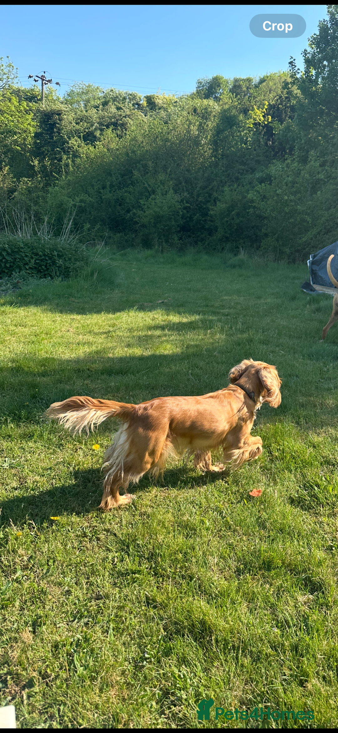 Cocker Spaniel dogs for sale: Working Cocker Spaniel Puppies  - Image 17