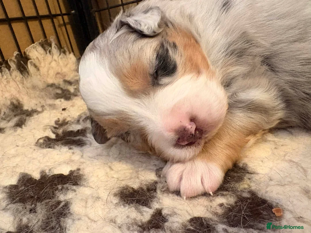 Australian Shepherd dogs for sale: Australian shepherd puppies - Advert 5