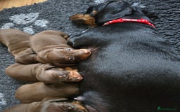 Miniature Dachshund dogs for sale: Miniature Dachshund Smooth - Image 6
