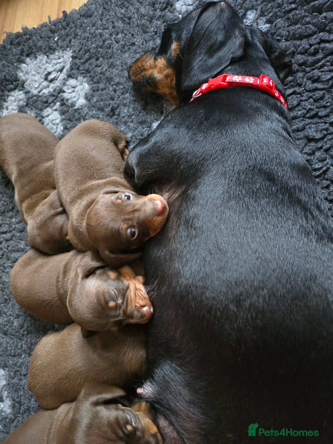Miniature Dachshund dogs for sale: Miniature Dachshund Smooth - Image 6