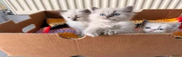 Ragdoll cats for sale: Beautiful Blue-Eyed Ragdoll Kittens - Advert 25