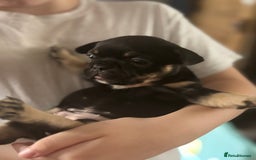 French Bulldog dogs for sale: French bulldog puppies  - Image 14