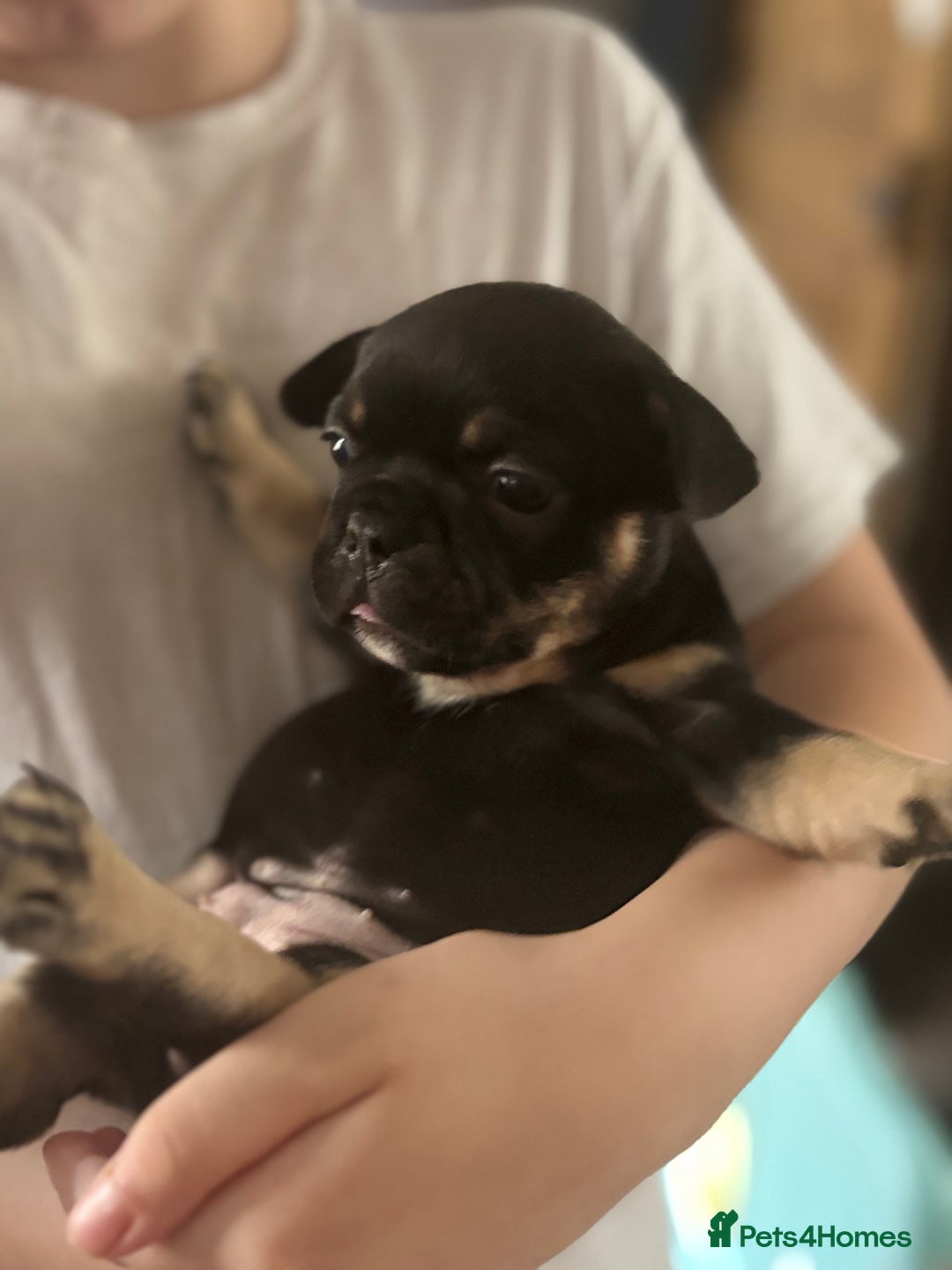 French Bulldog dogs for sale: French bulldog puppies  - Image 14