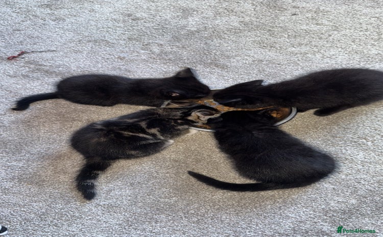 Mixed Breed cats - Advert 13