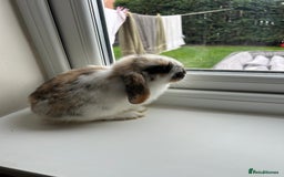 Mini Lop rabbits for sale: Pure bred mini lop bunnies - Image 1