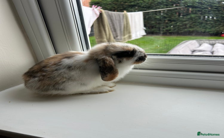 Mini Lop rabbits - Advert 2