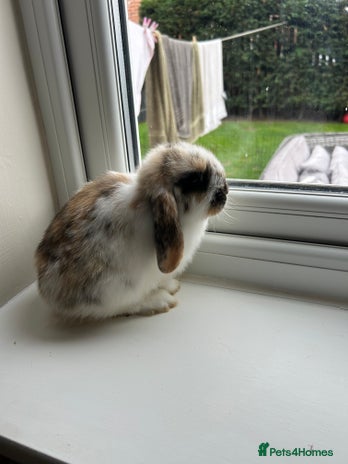 Mini Lop rabbits - Advert 4