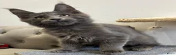 Maine Coon cats for sale: GCCF Reg’d MaineCoon Kittens–Blue Smoke-RoKits - Advert 5
